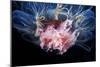 Lion's Mane Jellyfish-Alexander Semenov-Mounted Photographic Print