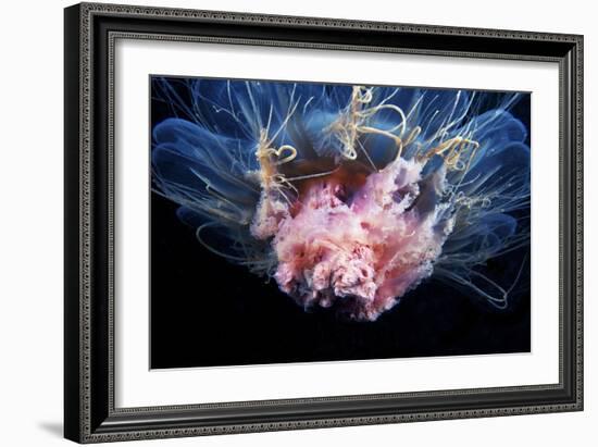 Lion's Mane Jellyfish-Alexander Semenov-Framed Photographic Print