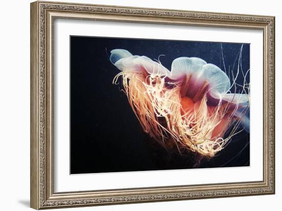 Lion's Mane Jellyfish-Alexander Semenov-Framed Photographic Print