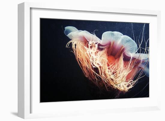 Lion's Mane Jellyfish-Alexander Semenov-Framed Photographic Print