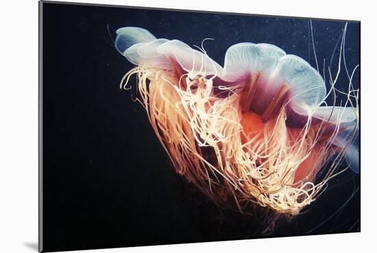 Lion's Mane Jellyfish-Alexander Semenov-Mounted Photographic Print