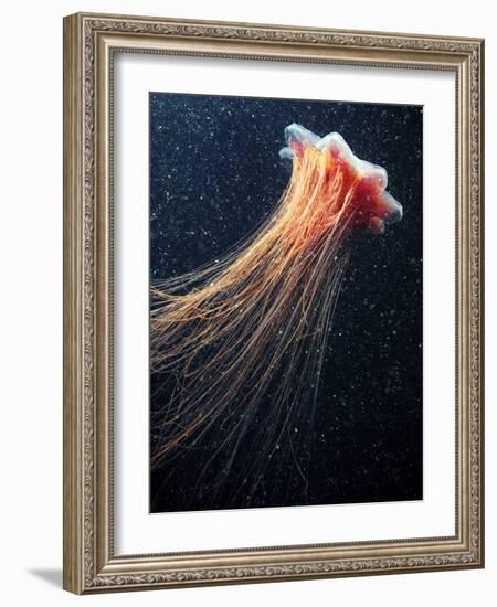 Lion's Mane Jellyfish-Alexander Semenov-Framed Photographic Print