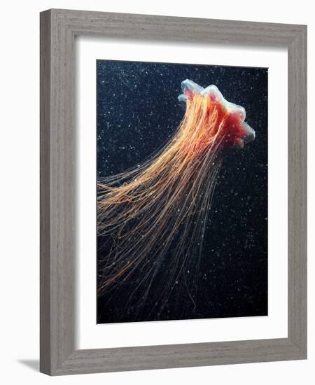 Lion's Mane Jellyfish-Alexander Semenov-Framed Photographic Print