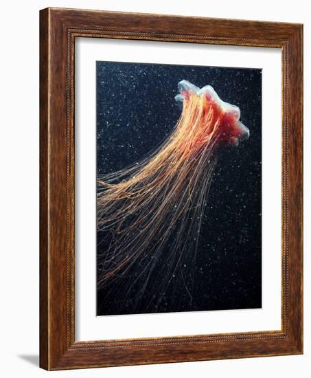 Lion's Mane Jellyfish-Alexander Semenov-Framed Photographic Print