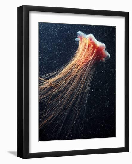 Lion's Mane Jellyfish-Alexander Semenov-Framed Photographic Print