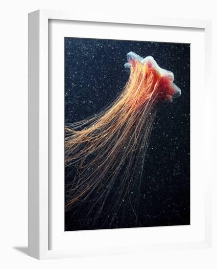 Lion's Mane Jellyfish-Alexander Semenov-Framed Photographic Print