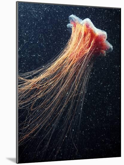 Lion's Mane Jellyfish-Alexander Semenov-Mounted Photographic Print