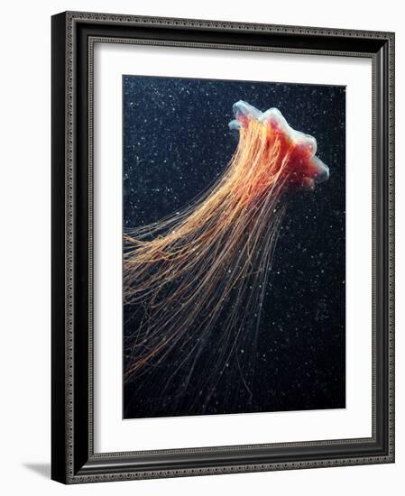 Lion's Mane Jellyfish-Alexander Semenov-Framed Photographic Print