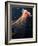 Lion's Mane Jellyfish-Alexander Semenov-Framed Photographic Print