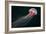 Lion's Mane Jellyfish-Alexander Semenov-Framed Photographic Print