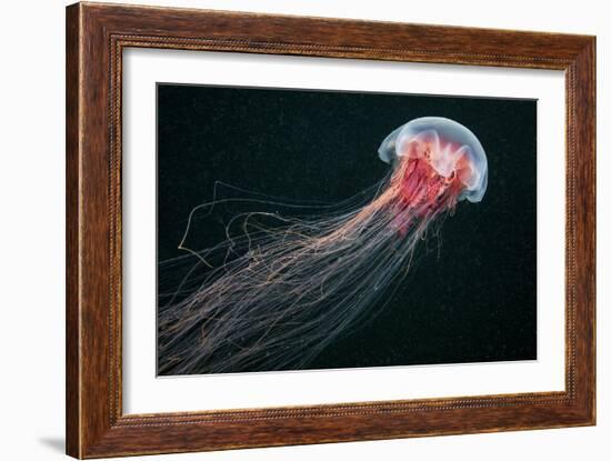 Lion's Mane Jellyfish-Alexander Semenov-Framed Photographic Print