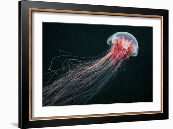 Lion's Mane Jellyfish-Alexander Semenov-Framed Photographic Print