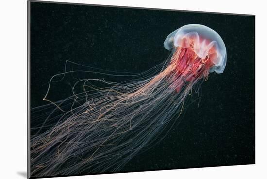 Lion's Mane Jellyfish-Alexander Semenov-Mounted Photographic Print