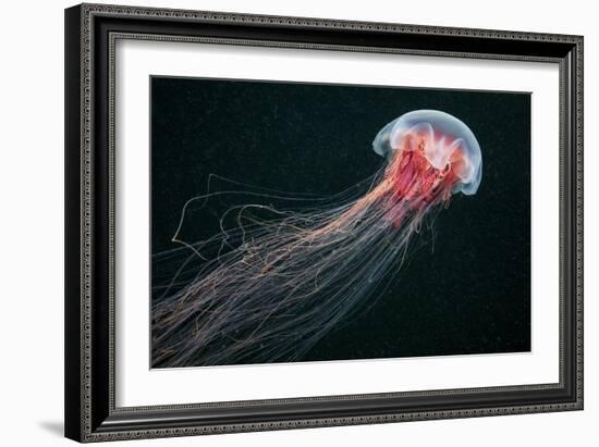 Lion's Mane Jellyfish-Alexander Semenov-Framed Photographic Print