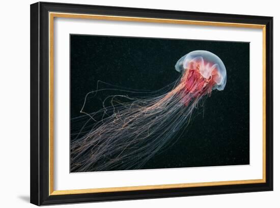 Lion's Mane Jellyfish-Alexander Semenov-Framed Photographic Print