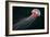 Lion's Mane Jellyfish-Alexander Semenov-Framed Photographic Print