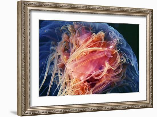 Lion's Mane Jellyfish-Alexander Semenov-Framed Photographic Print