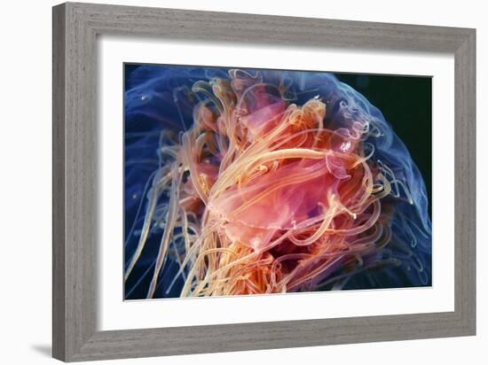 Lion's Mane Jellyfish-Alexander Semenov-Framed Photographic Print