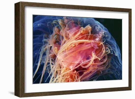 Lion's Mane Jellyfish-Alexander Semenov-Framed Photographic Print