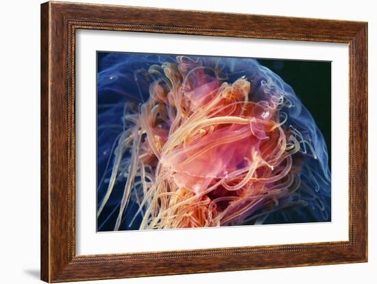 Lion's Mane Jellyfish-Alexander Semenov-Framed Photographic Print