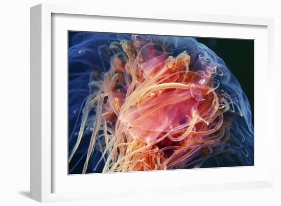 Lion's Mane Jellyfish-Alexander Semenov-Framed Photographic Print