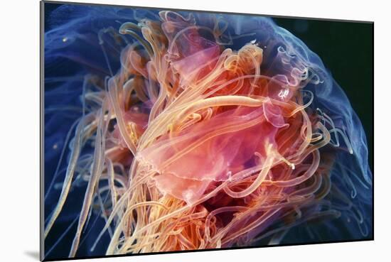 Lion's Mane Jellyfish-Alexander Semenov-Mounted Photographic Print