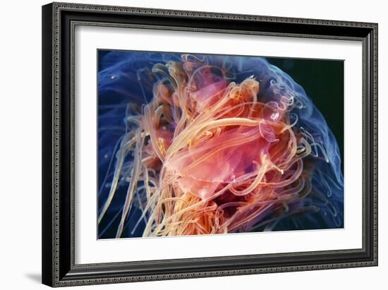 Lion's Mane Jellyfish-Alexander Semenov-Framed Photographic Print