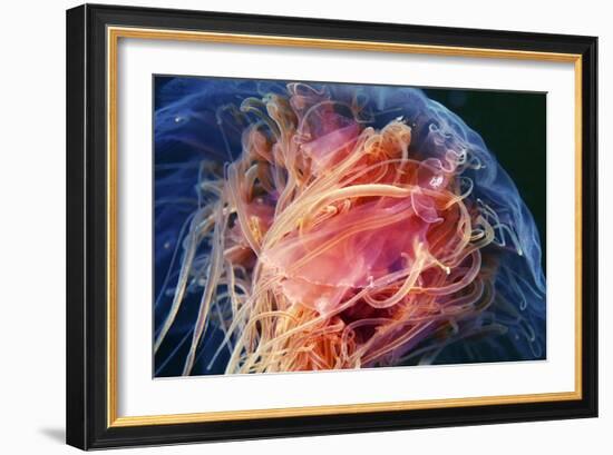 Lion's Mane Jellyfish-Alexander Semenov-Framed Photographic Print