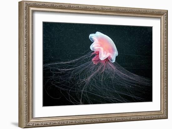 Lion's Mane Jellyfish-Alexander Semenov-Framed Photographic Print