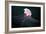 Lion's Mane Jellyfish-Alexander Semenov-Framed Photographic Print