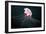 Lion's Mane Jellyfish-Alexander Semenov-Framed Photographic Print