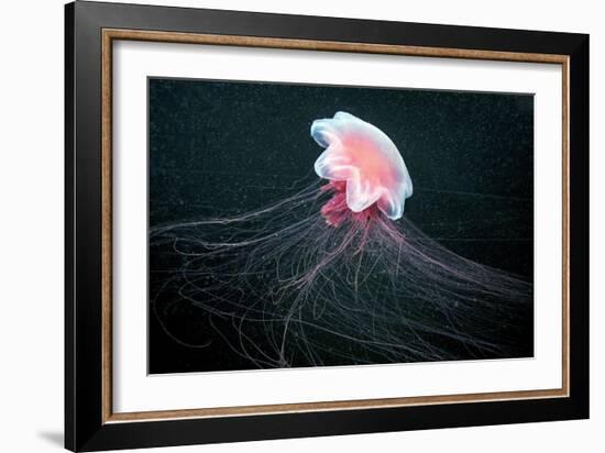 Lion's Mane Jellyfish-Alexander Semenov-Framed Photographic Print