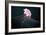 Lion's Mane Jellyfish-Alexander Semenov-Framed Photographic Print