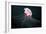 Lion's Mane Jellyfish-Alexander Semenov-Framed Photographic Print