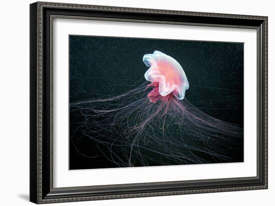 Lion's Mane Jellyfish-Alexander Semenov-Framed Photographic Print