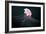 Lion's Mane Jellyfish-Alexander Semenov-Framed Photographic Print