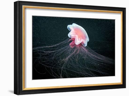 Lion's Mane Jellyfish-Alexander Semenov-Framed Photographic Print