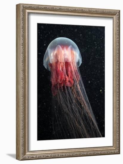 Lion's Mane Jellyfish-Alexander Semenov-Framed Photographic Print