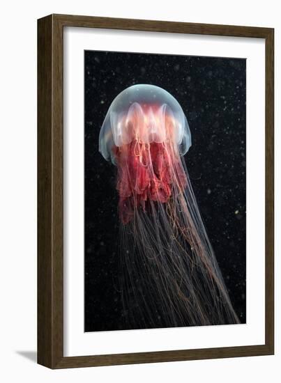 Lion's Mane Jellyfish-Alexander Semenov-Framed Photographic Print