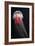 Lion's Mane Jellyfish-Alexander Semenov-Framed Photographic Print