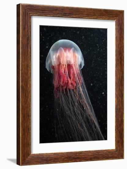 Lion's Mane Jellyfish-Alexander Semenov-Framed Photographic Print