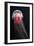 Lion's Mane Jellyfish-Alexander Semenov-Framed Photographic Print