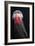 Lion's Mane Jellyfish-Alexander Semenov-Framed Photographic Print