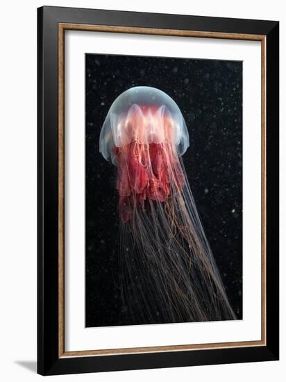 Lion's Mane Jellyfish-Alexander Semenov-Framed Photographic Print