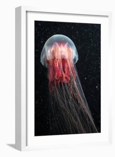 Lion's Mane Jellyfish-Alexander Semenov-Framed Photographic Print