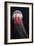 Lion's Mane Jellyfish-Alexander Semenov-Framed Photographic Print