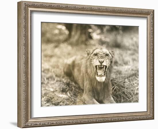 Lion's Roar-null-Framed Photo