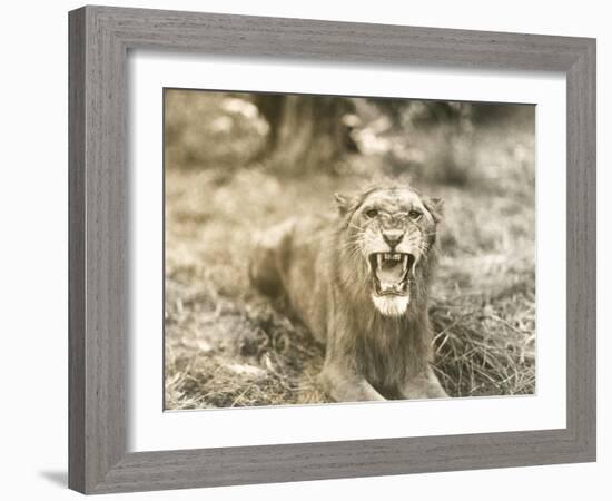 Lion's Roar-null-Framed Photo