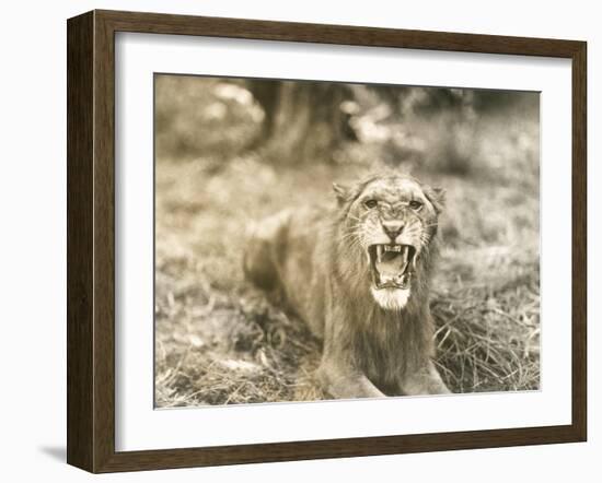 Lion's Roar-null-Framed Photo