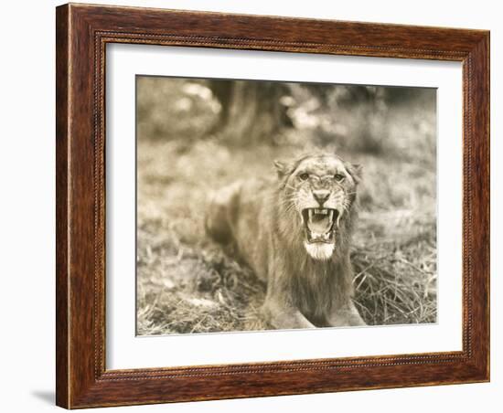 Lion's Roar-null-Framed Photo